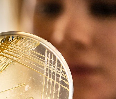 Female scientist looking at a petri dish containing a sample
