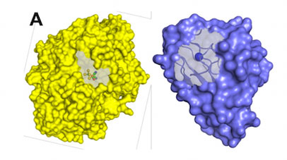 molecular models of two  metalloproteins in surface representation showing their metal-containing active sites