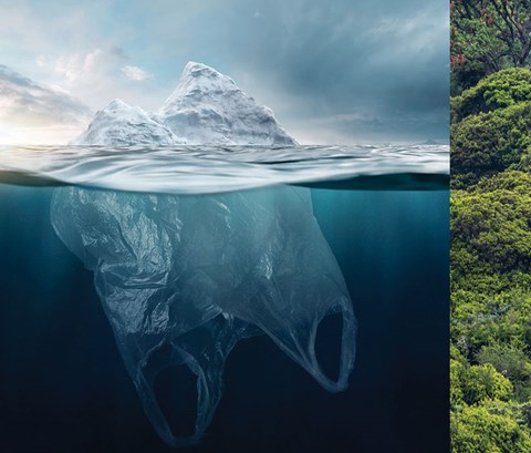 An iceberg and the rainforest.