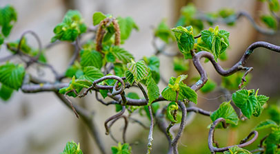 A hazel tree in the Attenborough Arboretum