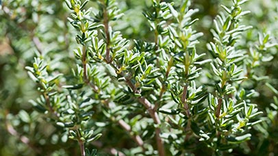 thyme leaves up close