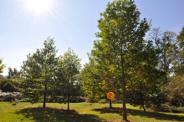 attenborough arboretum on a sunny day