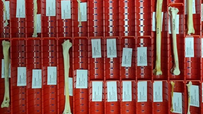 Bird bone element index collection in the Bone Laboratory (Photo credit: Richard Thomas)