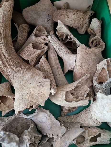 Archaeological cranial remains in the Bone Laboratory Reference Collection (Photo credit: Richard Thomas)