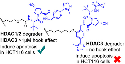 Graphical abstract showing conditions where different HDAC degraders are successful at inducing apoptosis in cancer cells