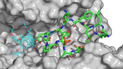 Bioactive molecules and probes 370