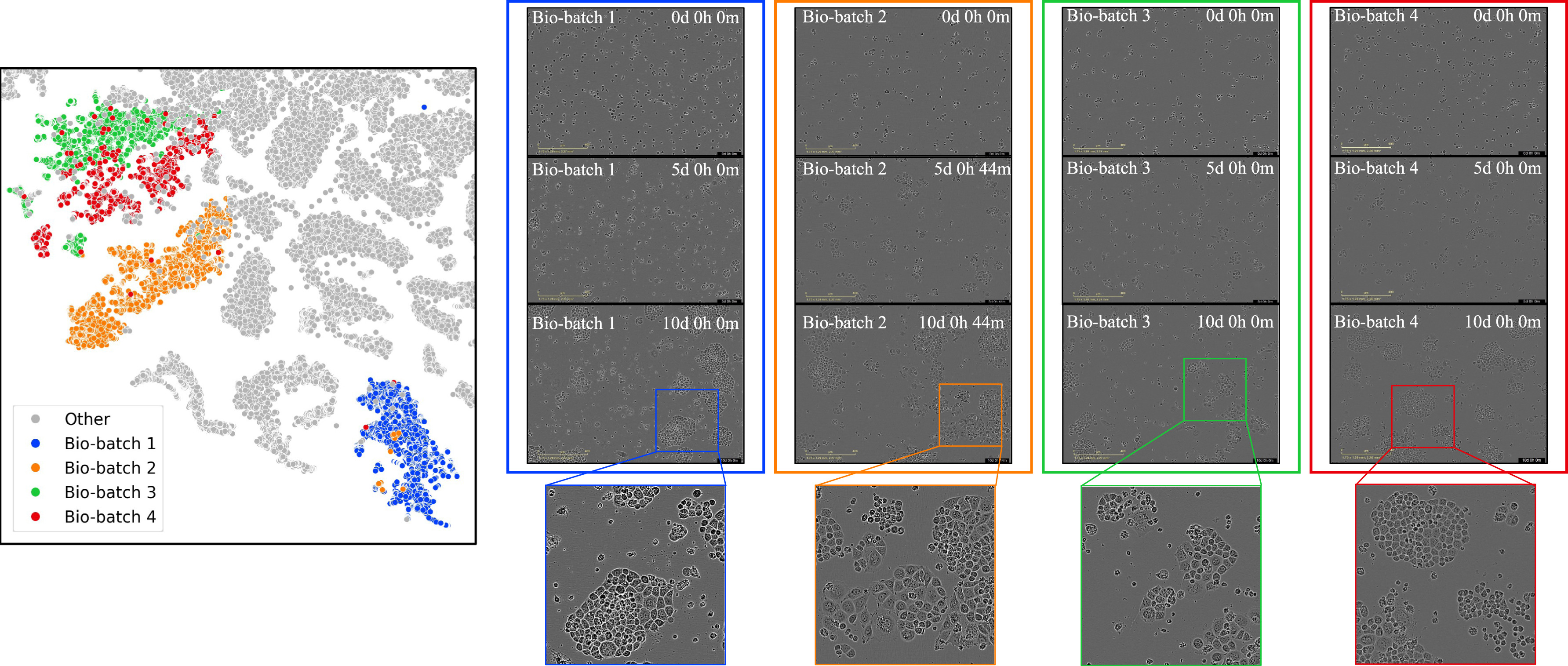 Microscopy images of cells and their classification
