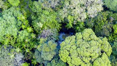 Aerial view of a forest