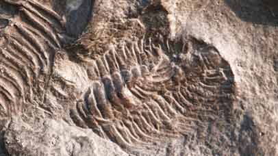 Fossil