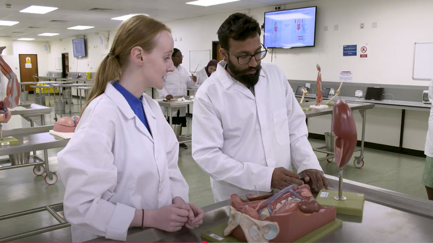 Two students wearing lab coats and working with dissection models.