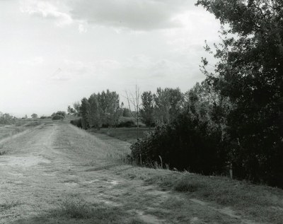 Black and white photograph of patchy grass in a field where a vehicle has often travelled, with foliage in shade to the right and the tracks curving to the right