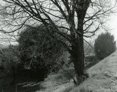Black and white photograph of a bare tree on a grassy slope on the right-hand side and fully-leaved trees in the background