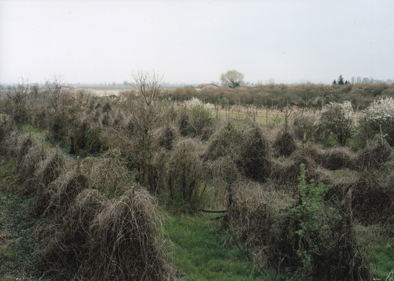 Photograph of rows of dead vines, with poles visible as they poke through the top of each mound