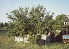 Photograph of a fruit tree surrounded by farm equipment and plastic crates as if ready for harvest season