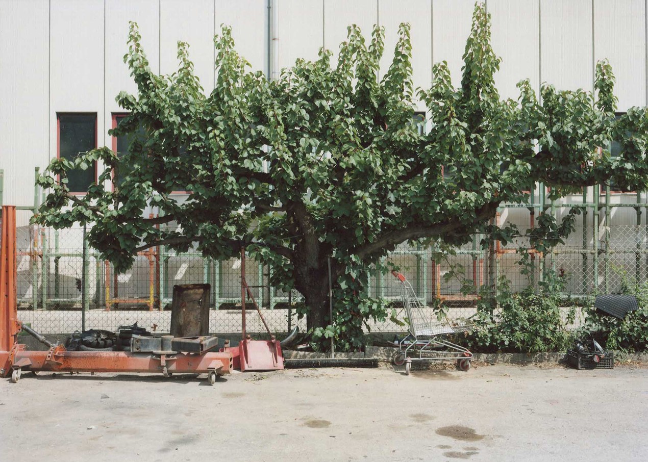 Photograph of a verdant tree against a wire fence in front of a modern building, with machinery and an abandoned shopping trolley either side of it