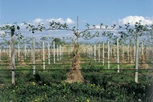 Photograph taken in a vineyard of rows with new vines sprouting and one in the centre spreading along wires for them to travel along