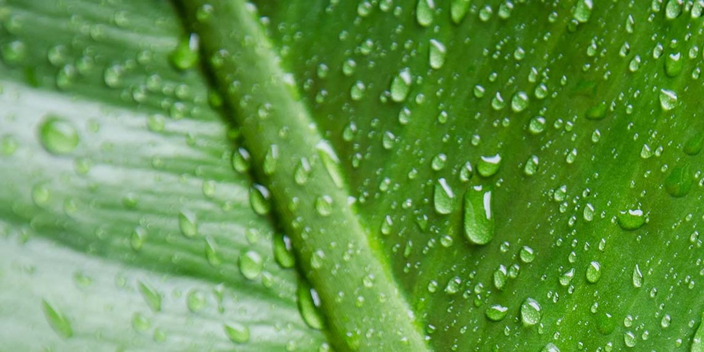 close up image of a leaf with droplets of water on