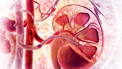abstract image of kidneys and other internal organs
