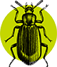 Beetle