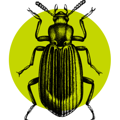 Beetle