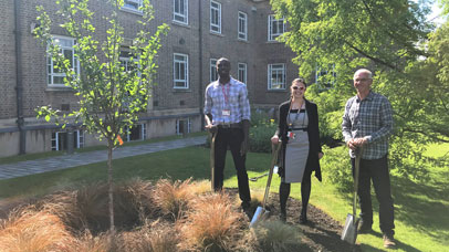 A tree being planted on University of Leicester campus