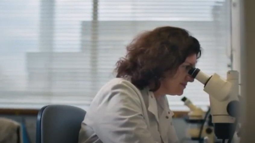 Professor Turi King looking in a microscope