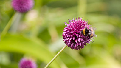 close up of a bee on a pink flower
