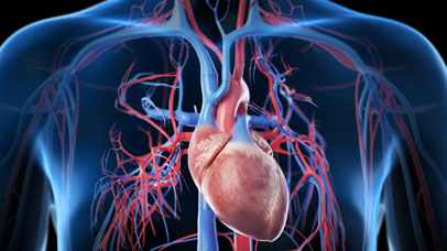 Graphic of a heart in a person's chest.