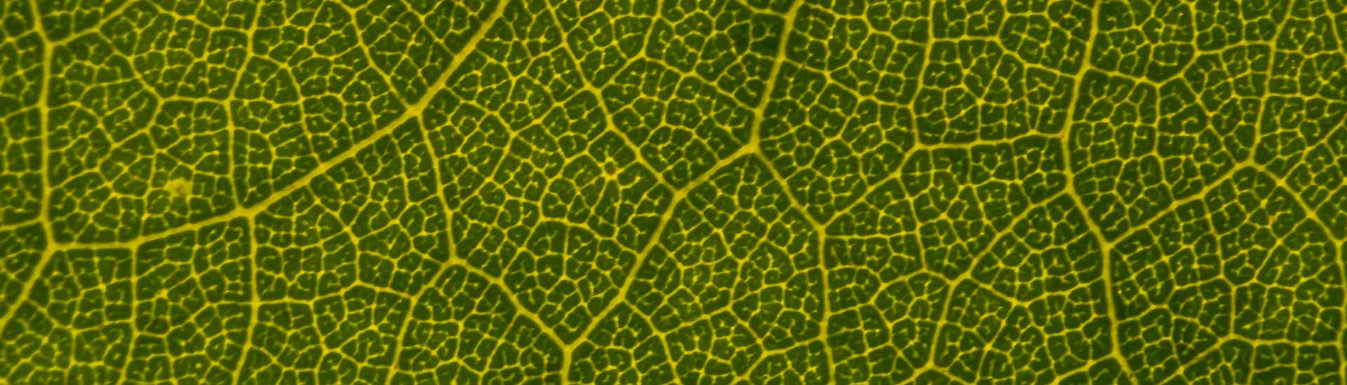 macros view of leaf texture