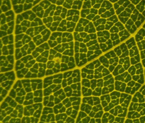 macros view of leaf texture