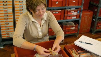 Archaeologist sat at a desk, examining a fossil.