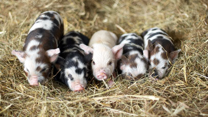 Five piglets laying in hay.