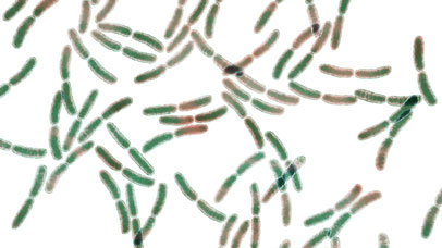 Lactobacillus bacteria, computer illustration.