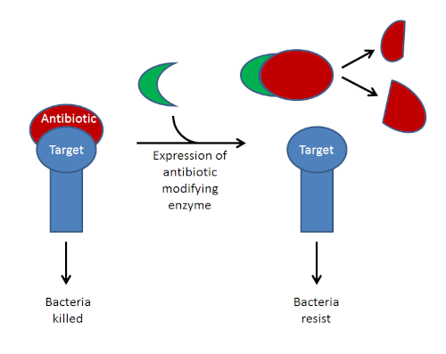 Diagram showing expression of antibiotic modifying enzyme.