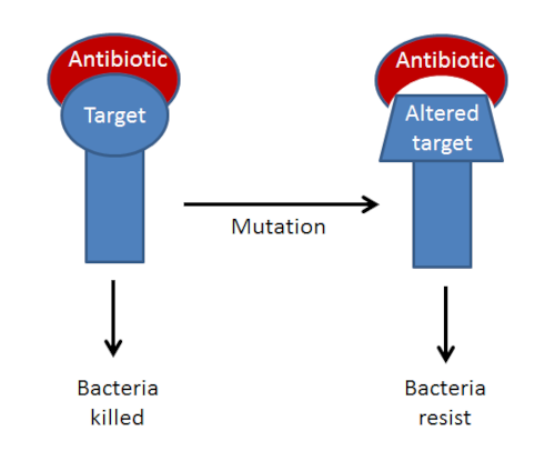 Diagram of how antibiotic resistance happens.