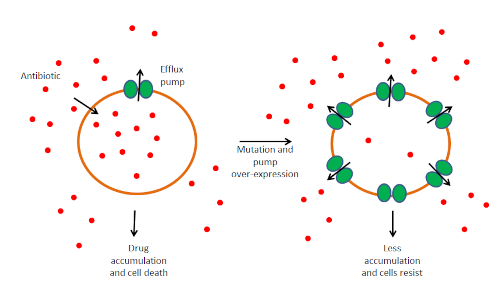 Diagram showcasing how antibiotic resistance is built up in cells. 