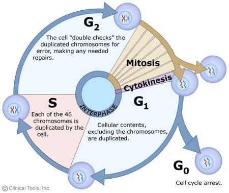 The intial sequence of events of the cell cycle before mitosis. 
