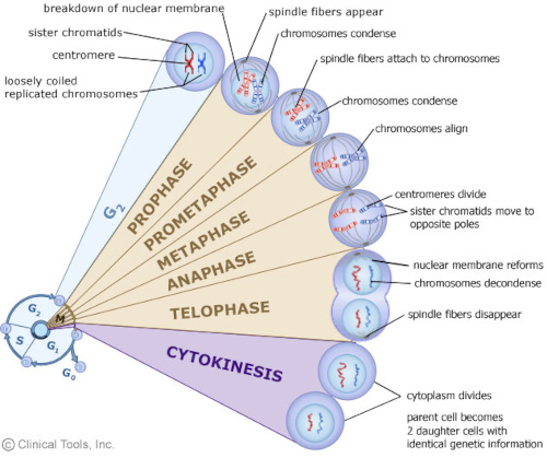 After the G2 phase, the cell undergoes mitosis. Mitosis consist of prophase, prometaphase, metaphase, anaphase, telophase and cytokinesis. 