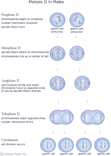 Meisosis II in males. Prophase II: chromosomes begin to condense, nuclear membrane dissolves and spindle fibres form. Metaphase II: spindle fibres attach to chromosomes and the chromosomes line up in the centre of the cell. Anaphase II: centromeres divide and sister chromatids move to opposite ends of cell as spindle fibres shorten. Telophase II: chromsomes reach opposite ends and the nuclear membrane forms. Cytokinesis: cell division occurs giving rise to four sperm cells. 