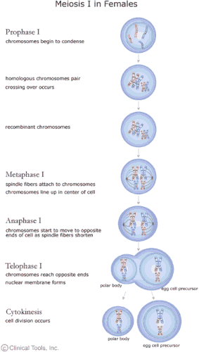 Meiosis I in females. Prophase I chromosomes begin to condense, homologous chromosomes pair and crossing over occurs giving rise to recombinant chromosomes. Metaphase I: spindle fibres attach to chromosomes and the chromosomes line up to the centre of the cell. Anaphase I: chromsomes start to move to opposite ends of cell as spindle fibres shorten. Telophase I: chromosome reach opposite ends and nuclear membrane forms. Cytokinesis: cell division occurs giving rise to a polar body and an egg cell precursor.