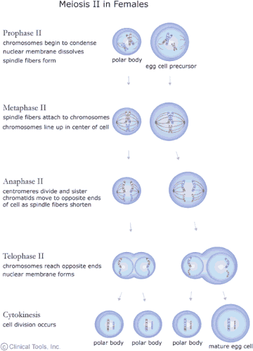 Meiosis II in females. Note: the following phase also occurs in the polar body formed in female meiosis I. Prophase II: chromosomes begins to condense, the nuclear membrane dissolves and the spindle fibres form. Metaphase II: spindle fibres attach to chromosomes and the chromosomes line up to the centre of the cell. Anaphase II: centromeres divide and sister chromatids move to opposite ends of cell as spindle fibres shorten. Telophase II: chromosomes reach opposite ends and the nuclear membrane forms. Cytokinesis: cell division occurs giving rise to three polar bodies and one mature egg cell.