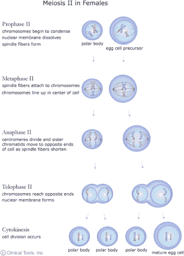 The cell cycle, mitosis and meiosis for higher education | Virtual Genetics Education Centre | University of Leicester The cell cycle, mitosis and meiosis for higher education | Virtual Genetics Education Centre | University of Leicester