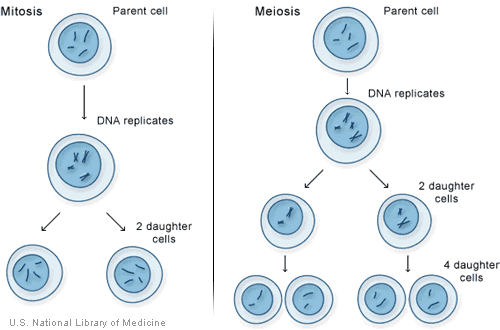 an egg cell and sperm cell join together to form a