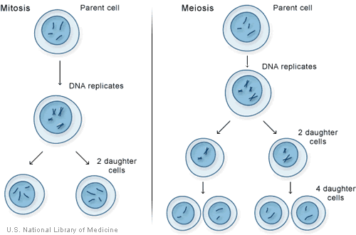 Differences between mitosis and meiosis. Mitosis results in two genetically identical daughter cells whilst meiosis gives four genetically different daughter cells. 