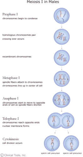 Meiosis I in males. Prophase I: chromsomes begin to condense, homologous chromosomes pair crossing over occurs giving rise to recombinant chromosomes. Metaphase I: spindle fibres attach to chromosomes and the chromosomes line up in the centre of the cell. Anaphase I: chromosomes start to move ot opposite ends of cell as spindle fibres shorten. Telophase I: chromosomes reach opposite ends nuclear membrane forms. Cytokines: cell division occurs giving rise to two sperm cell precursor.