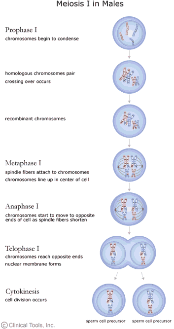Meiosis I in males. Prophase I: chromsomes begin to condense, homologous chromosomes pair crossing over occurs giving rise to recombinant chromosomes. Metaphase I: spindle fibres attach to chromosomes and the chromosomes line up in the centre of the cell. Anaphase I: chromosomes start to move ot opposite ends of cell as spindle fibres shorten. Telophase I: chromosomes reach opposite ends nuclear membrane forms. Cytokines: cell division occurs giving rise to two sperm cell precursor.