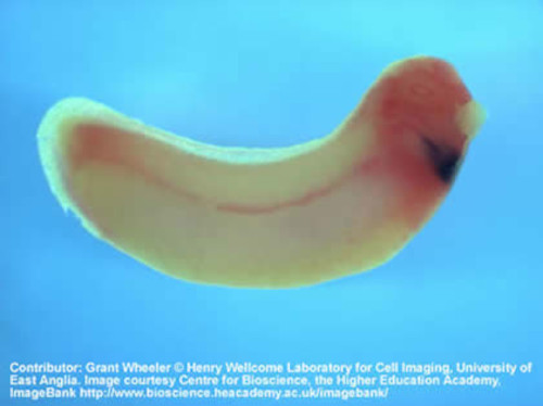 An embryo of the African clawed frog (Xenopus laevis) treated to show the expression of two genes. Messenger RNA for a gene called Frizzled7 (stained red) is found in the head and in a line down the trunk of the embryo. The gene Nkx2.5 (dark blue) is expressed in the heart of the embryo.