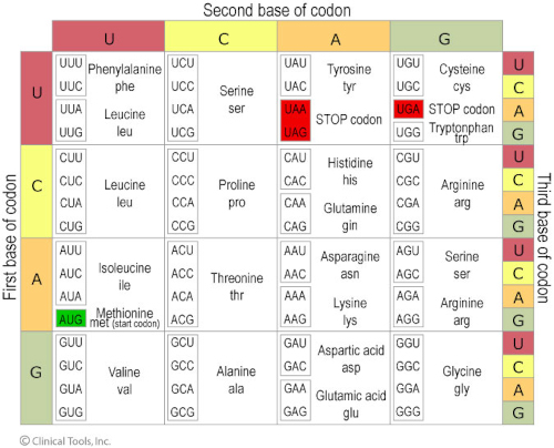 Table of the possible codon combinations to make specific amino acids and their abbreviations. To find which amino acid the codon codes for, you first look at the first base of the codon and find the same base on the first column of table. Next, look at the second base of the codon and find the same base on the first row. Finally find the third base of codon on the last column and you should be able to identify which amino acid the codon codes for.  
