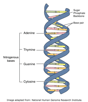Diagram of DNA showing the bonding between the corresponding bases e.g. adenine (A) to thymine (T) and guanine (G) to cytosine ©