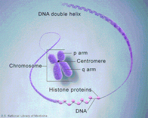 Packing of DNA into a chromosome. The short arm of the chromosome is called the p arm and the longer arm is called the q arm. The centre of the chromosome, called the centromere, joins the two sides of the chromosome together. 